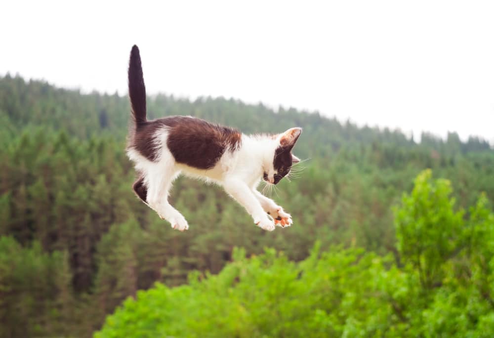 Why do cats land on their feet?