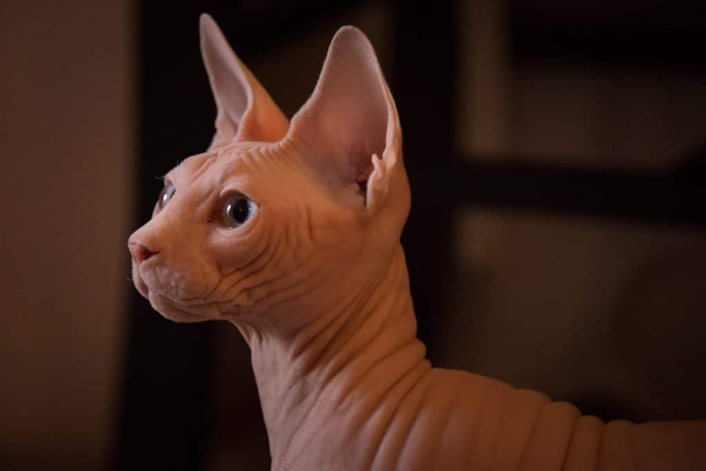 The hairless Sphynx makes an appearance on our list, like this one pictured with blue eyes with its ugly cat face looking to the left. 