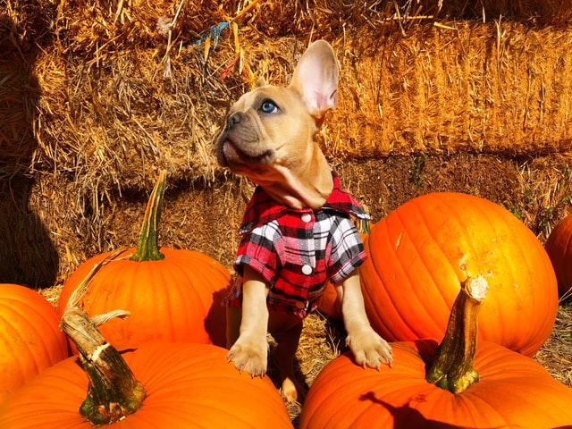Halloween pet fun and safety is important