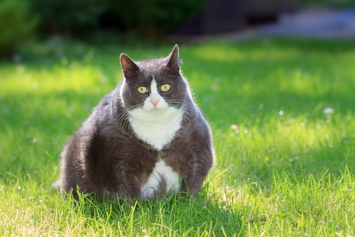 obese black and white cat on grass as head image for national pet obesity day