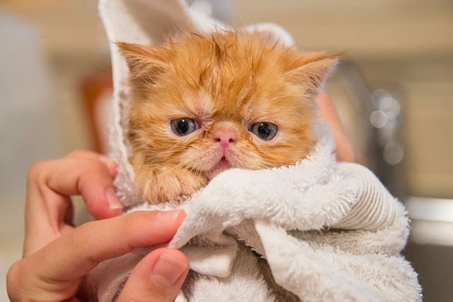 this kitten is an exotic shorthair, often considered an ugly cat breed