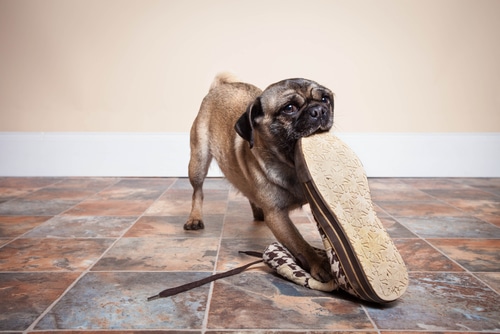 naughty pug eating shoe on tiled floor - shoes can be a dog choking hazard
