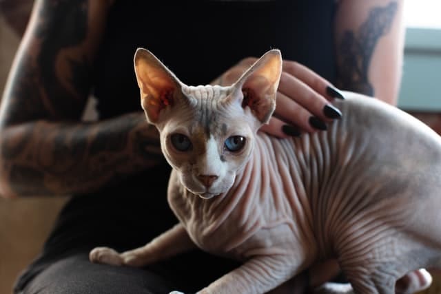 The Sphynx is a popular hairless cat breed