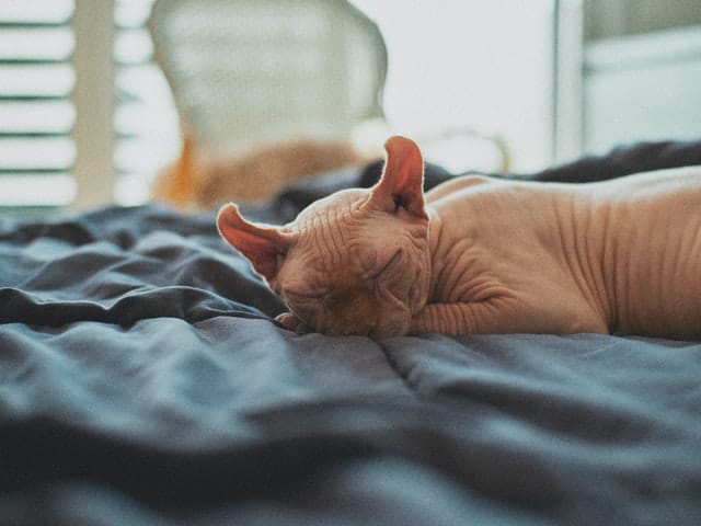 The elf hairless cat is a mix of a Sphynx and American Curl cat