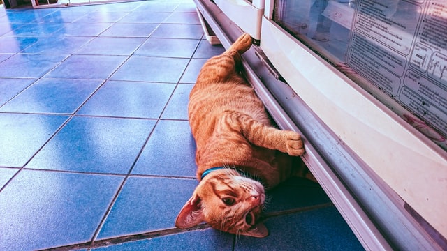 ginger cat in heat lying on tiles to cool down