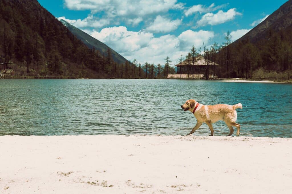 A dog with a red collar strolls along a sandy beach by a lake, surrounded by mountains and trees under a blue sky, enjoying the refreshing breeze—a perfect example of pet safety in summer to keep dogs comfortable in the heat.