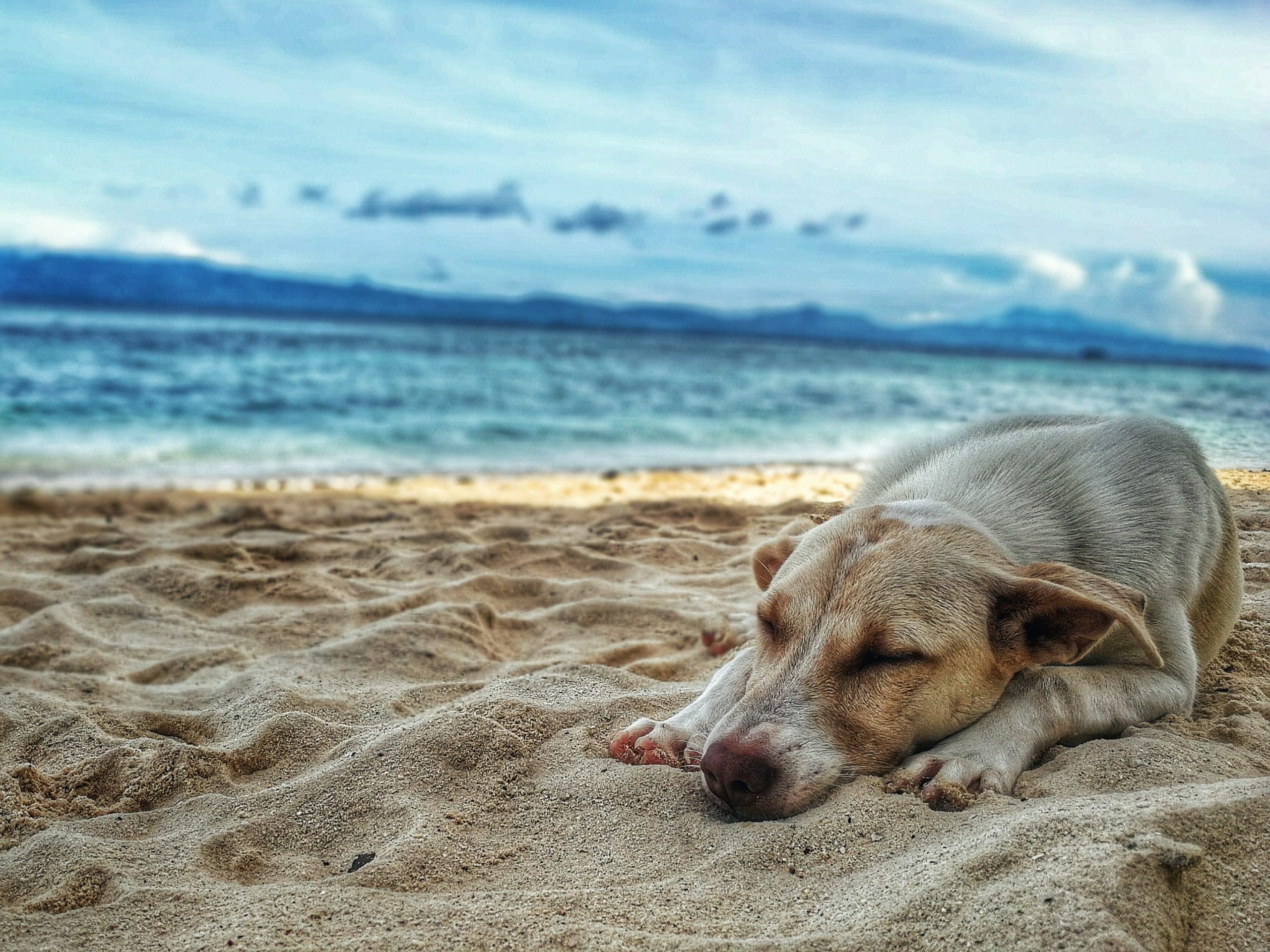 Labrador rests in the shade to avoid heat stroke on the beach.