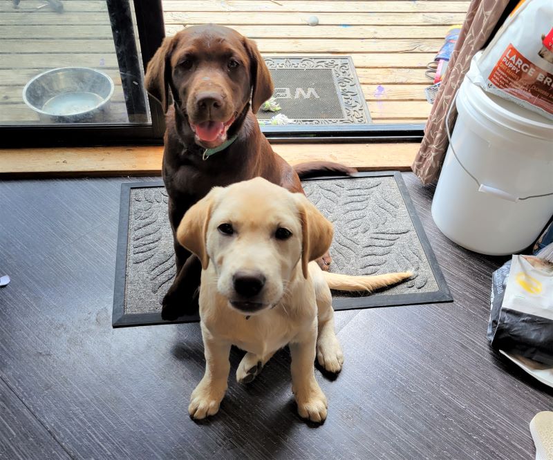 Shilo and Rex are Labrador puppies that live in New Zealand