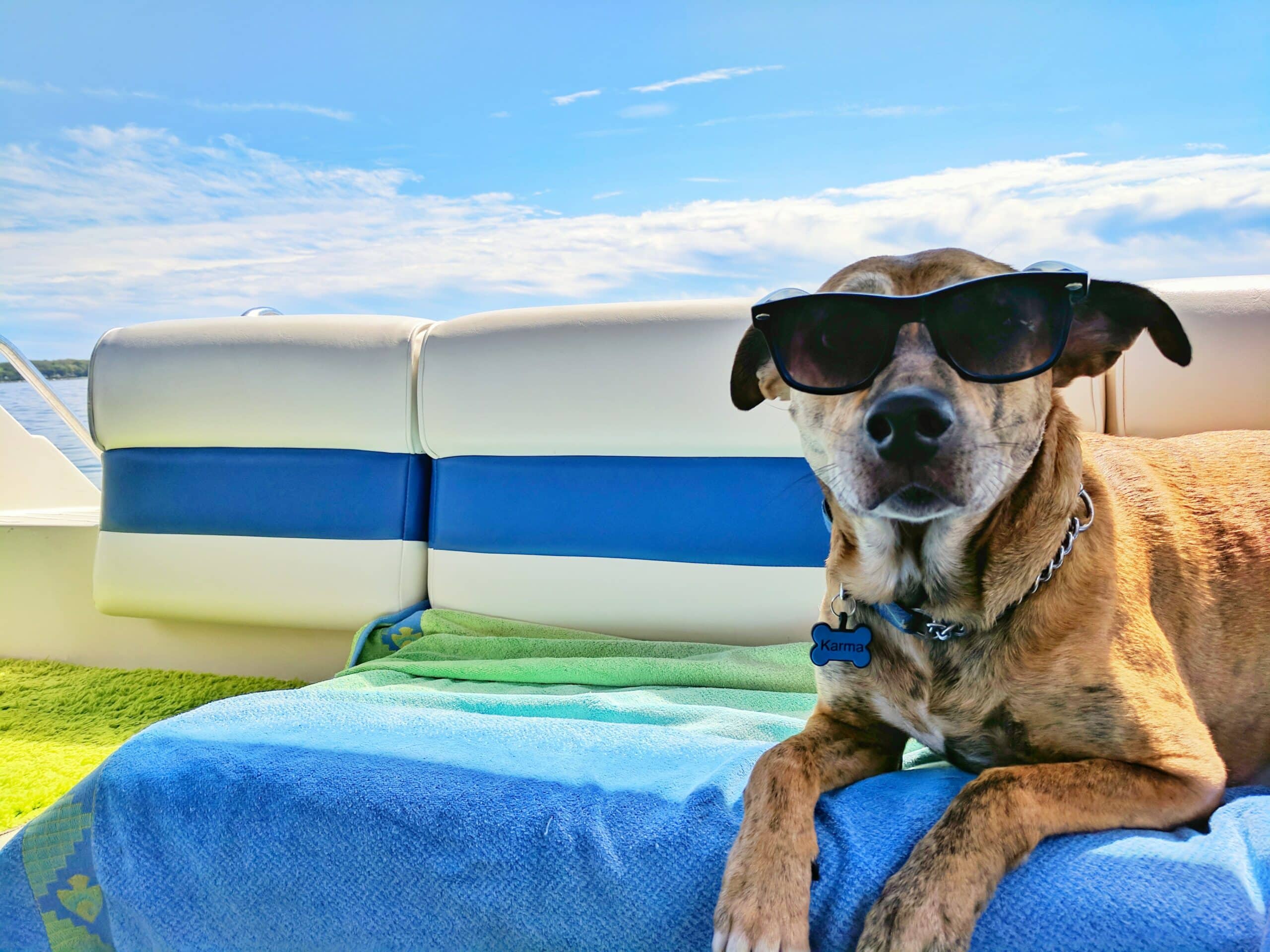 Pet Boarding What It Costs + What to Consider PD Insurance NZ