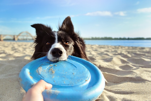 this border collie with frisbee practices pet safety in summer