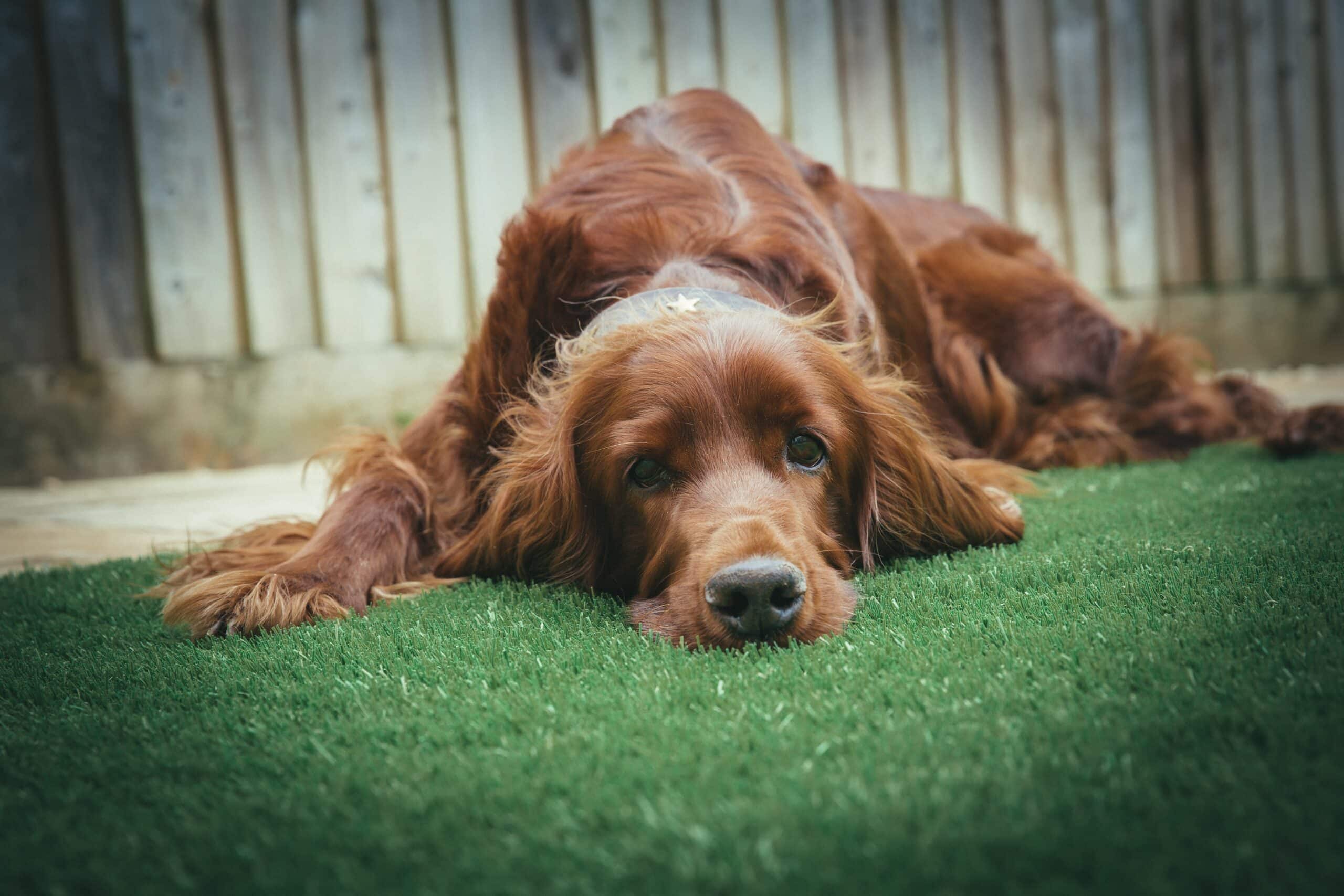 this brown setter dog lying its head on grass is suffering from separation anxiety in pets