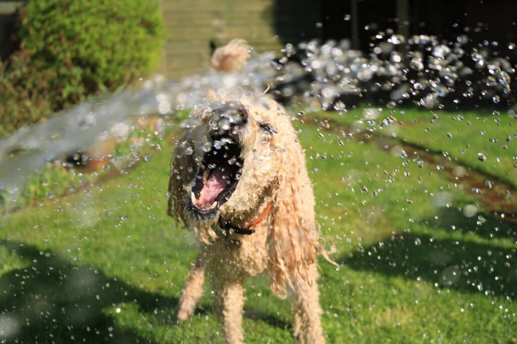 On a sunny day, a dog with curly fur joyfully bites at water spraying from a hose in a grassy backyard. It's an essential way to ensure pet safety in summer, keeping our furry friends refreshed and happy during the summer heat.