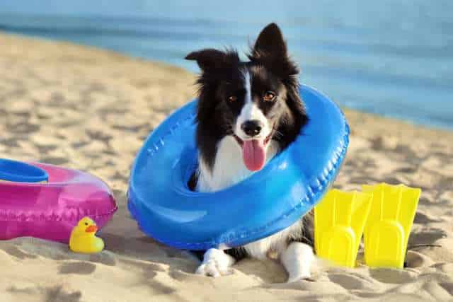 Amidst the summer heat, a black and white dog with a blue inflatable ring around its neck sits on a sandy beach next to a pink ring, a rubber duck, and yellow flippers—perfect symbols of pet safety in summer fun.