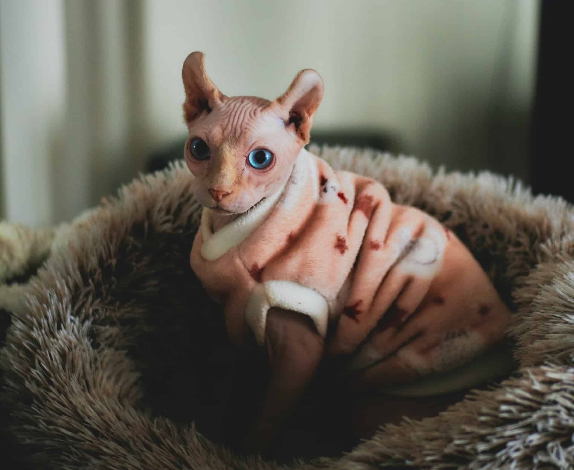 ugly hairless cat