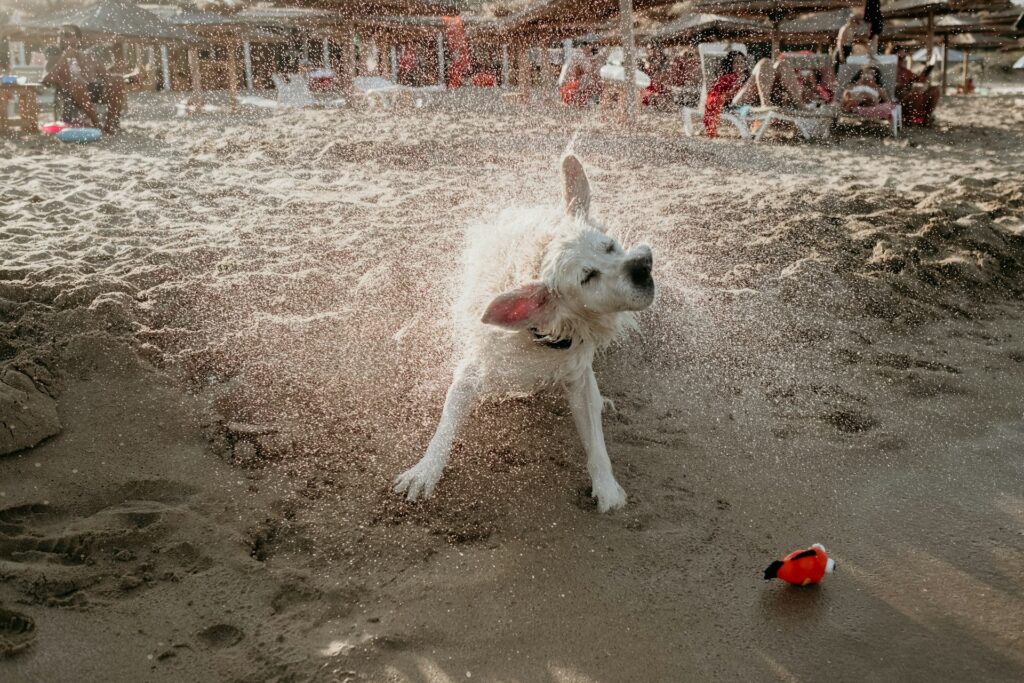 A dog shakes off water on a sandy beach, surrounded by sunbathers under umbrellas, embracing the joys of dogs in summer heat. A toy lies on the ground nearby.