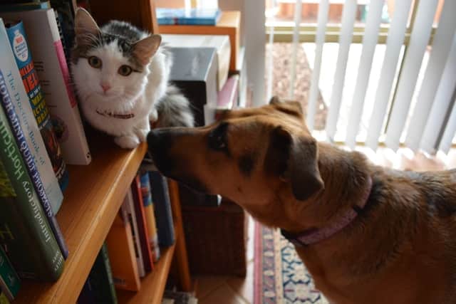 dog and cat sitting on reading shelf ponder pre-existing conditions in dogs and cats
