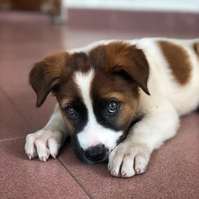 find out how to stop a puppy crying through a reliable schedule