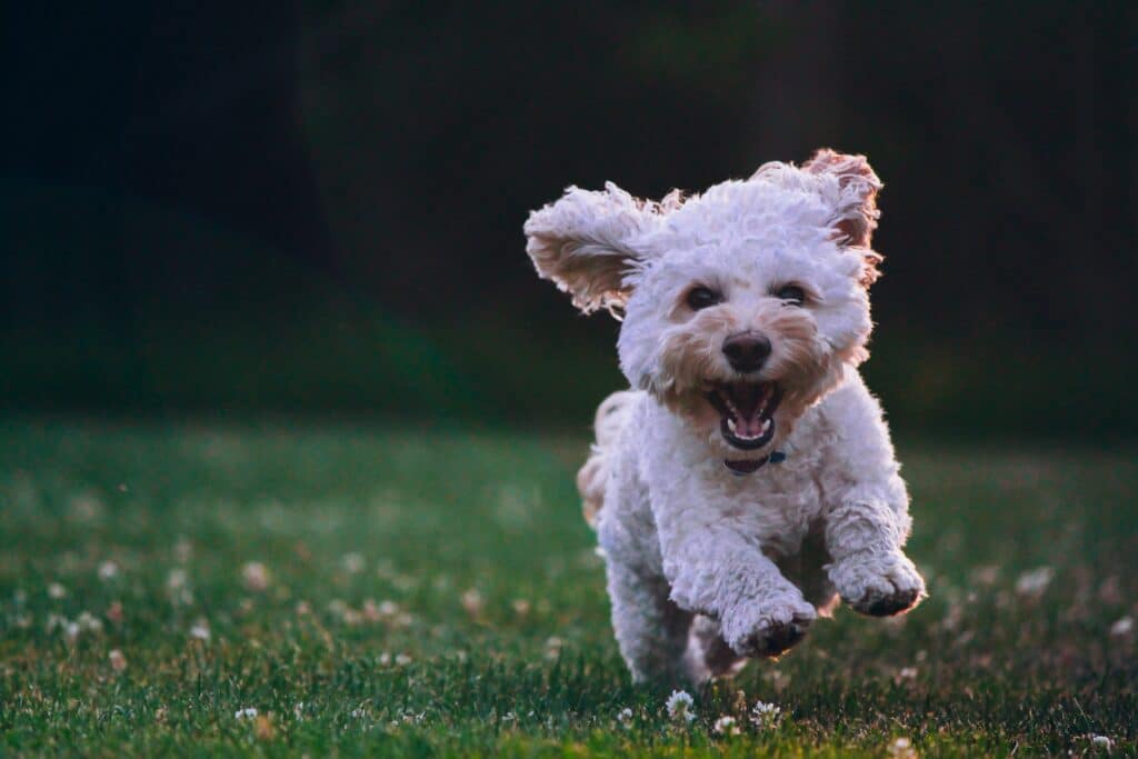 pet boarding is making this running white puppy happy