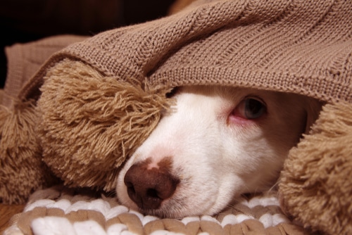 white dog hiding under cover from fireworks