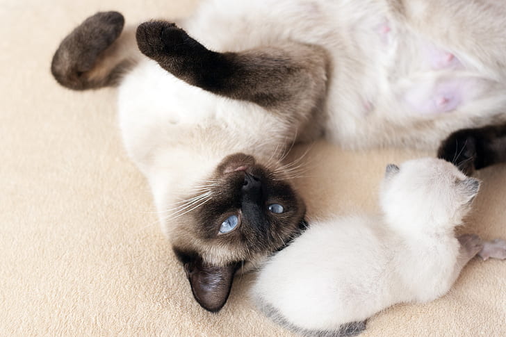 Siamese kittens change colour to loo like their parents