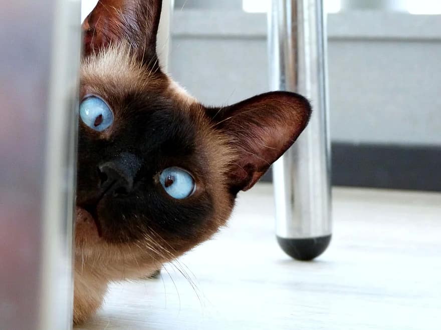 Siamese kittens often squint, like this Siamese cat kitten poking its head around a wall, looking at you