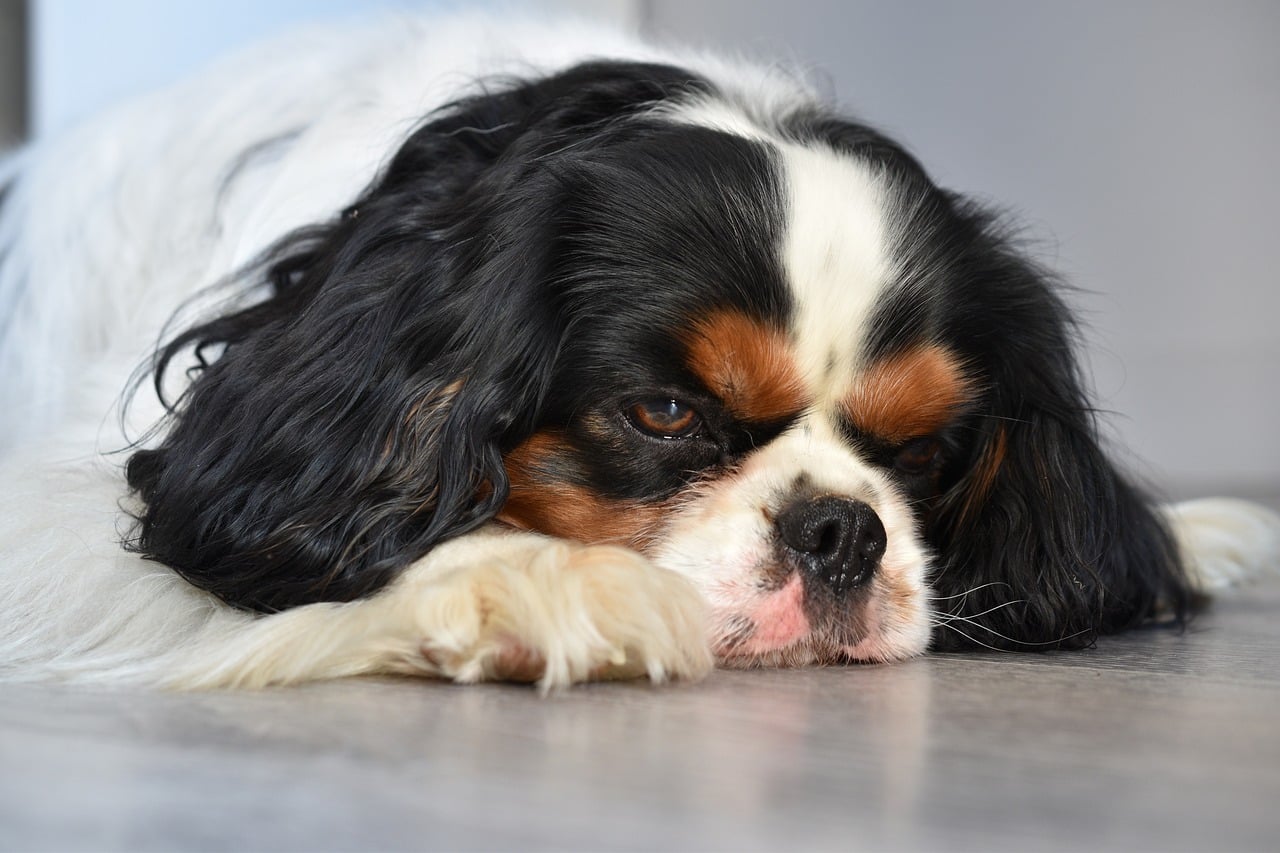 A cavalier king charles spaniel lying down with its chin resting on its paw, not eating its dog food.