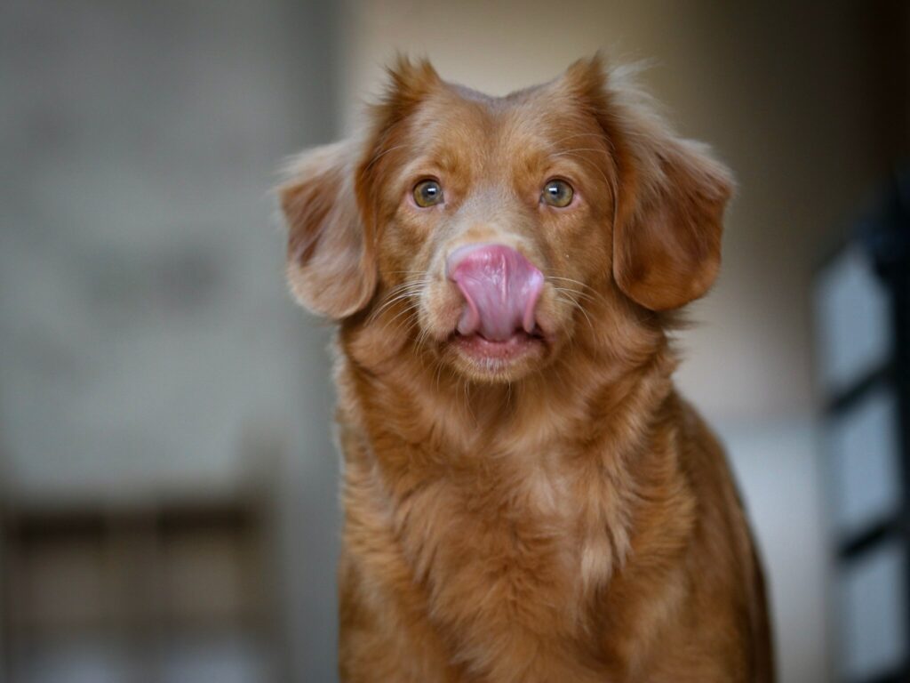 dog licking dog gut health