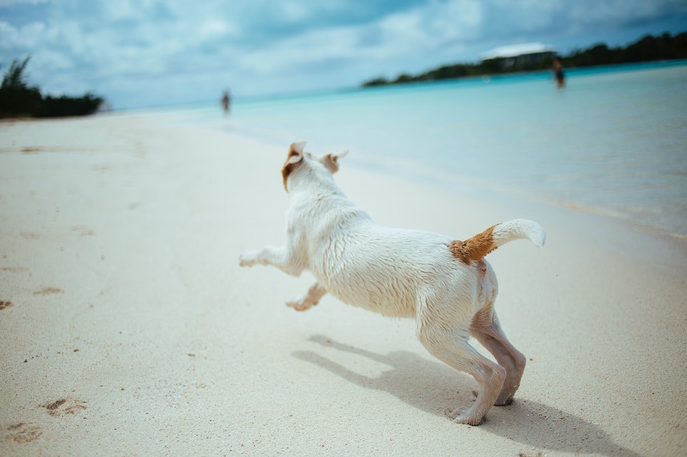 pet safety at the beach