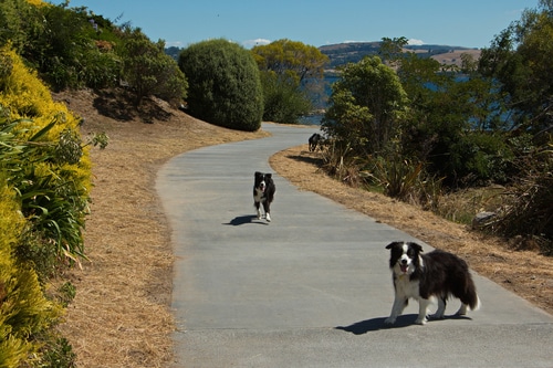 three collie pet dogs in taupo NZ