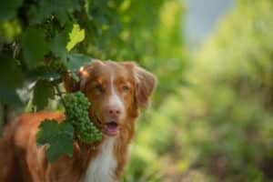 collie dog standing grapes on vines