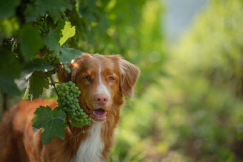 why cant dogs eat grapes