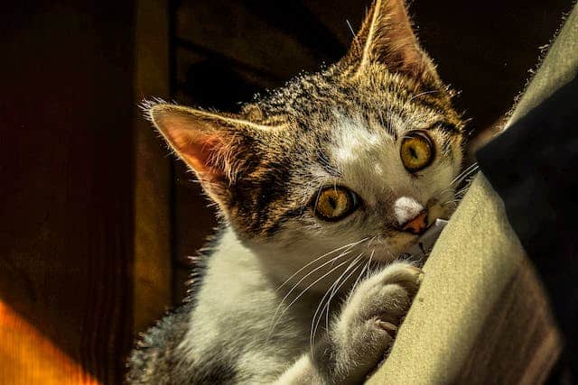 A kitten in the sun. Pet safety at the beach means not letting them get sun burned or overheated
