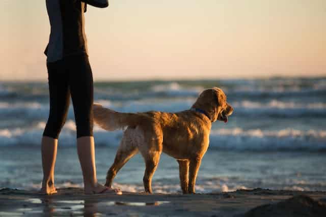 A dog at the beach. Be mindful of sand impaction in dogs when out and about with your pup.