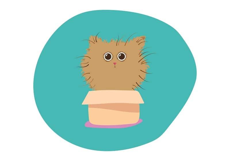 Schrodinger's cat