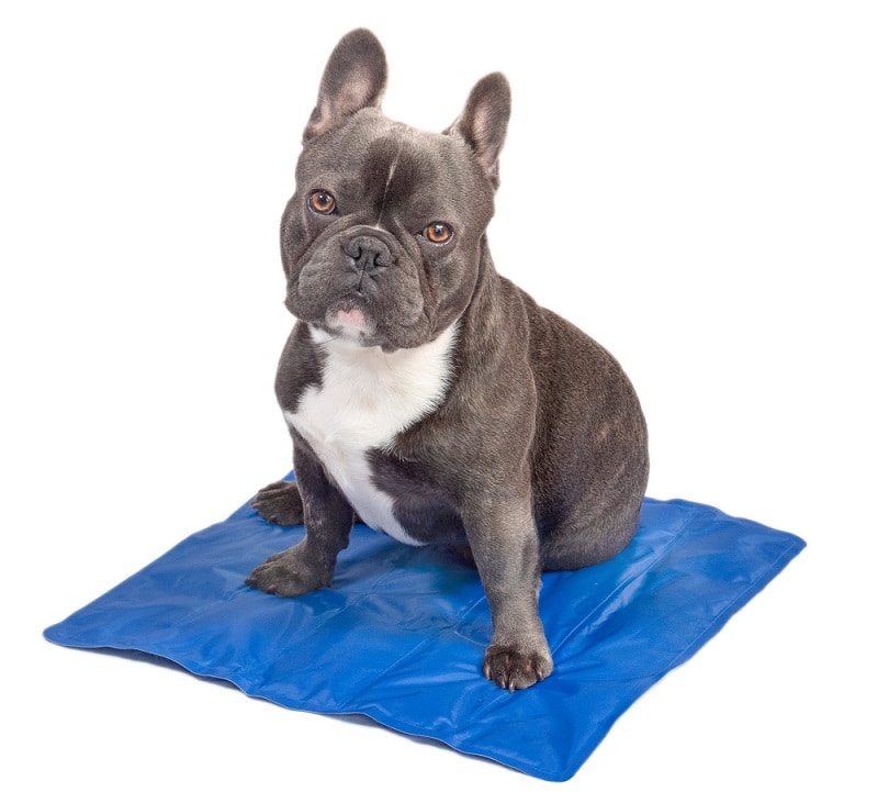 Chillz Gel Mat, Chillz Pet Cooling Mat