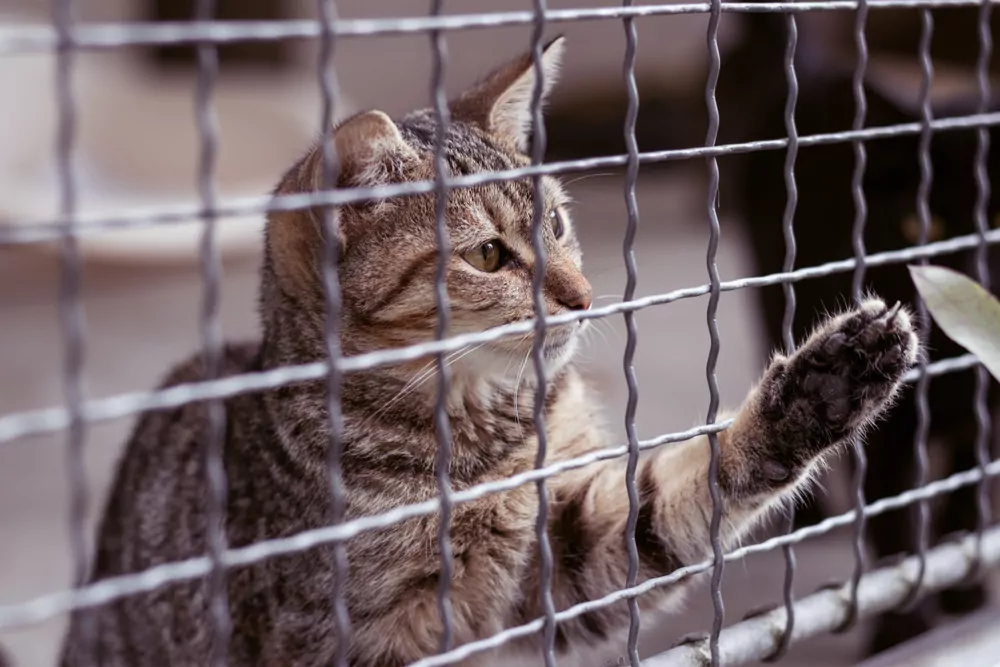 someone is adopting this older cat