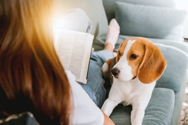 woman researches beagle epilepsy