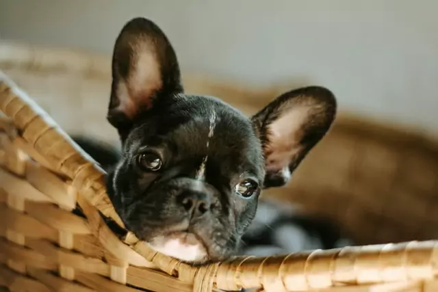 french bulldog puppy is on the list of brachycephalic breeds
