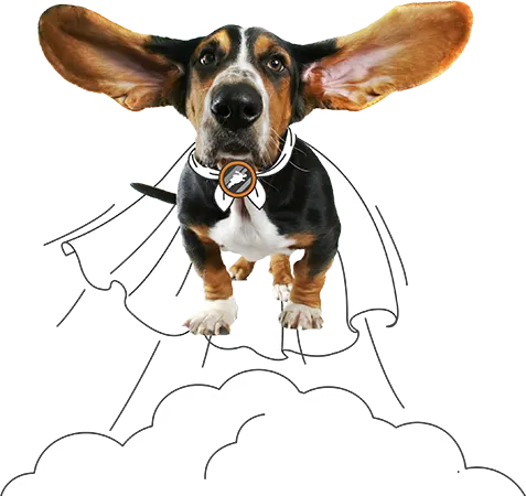 PD Insurance New Zealand