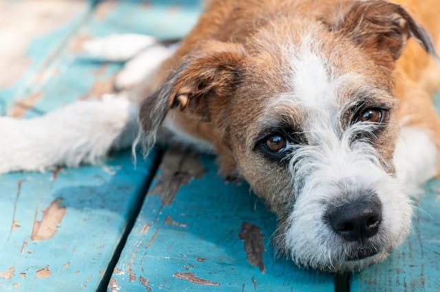 A dog with a white and brown coat, possibly showing signs of hyperadrenocorticism, resting on a weathered blue wooden table