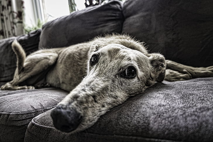 A greyhound dog with Cushing's disease laying on a couch.