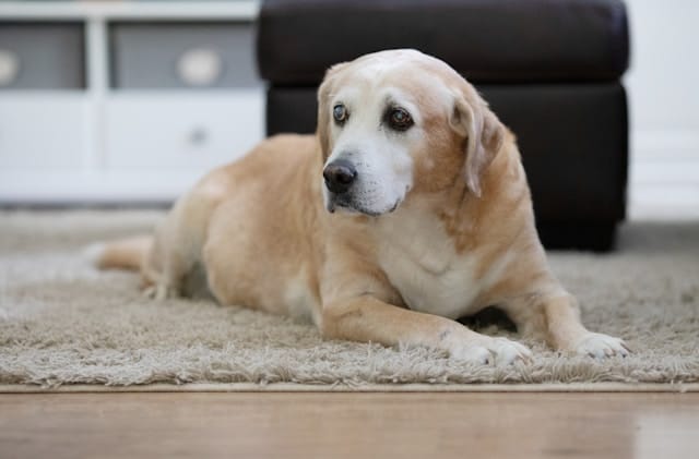 An older Labrador dog with Cushing's disease lying on a rug.