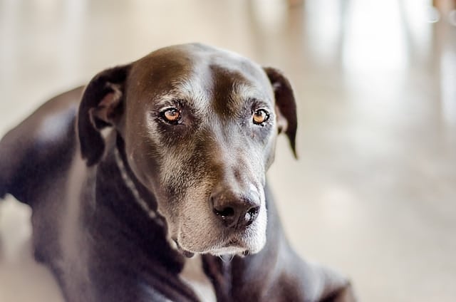An elderly dog with grey whiskers is suffering from Cushing's disease.