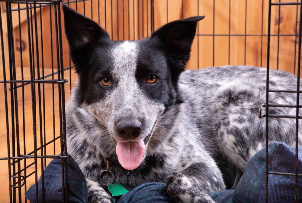 how to entertain a crated dog