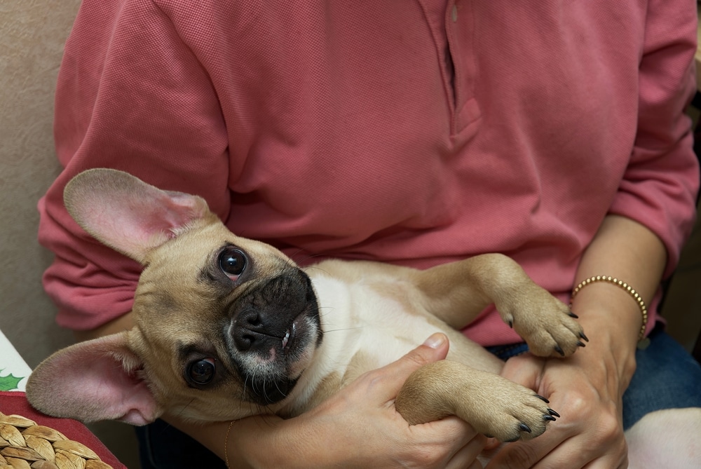 French Bulldog cuddles with owner