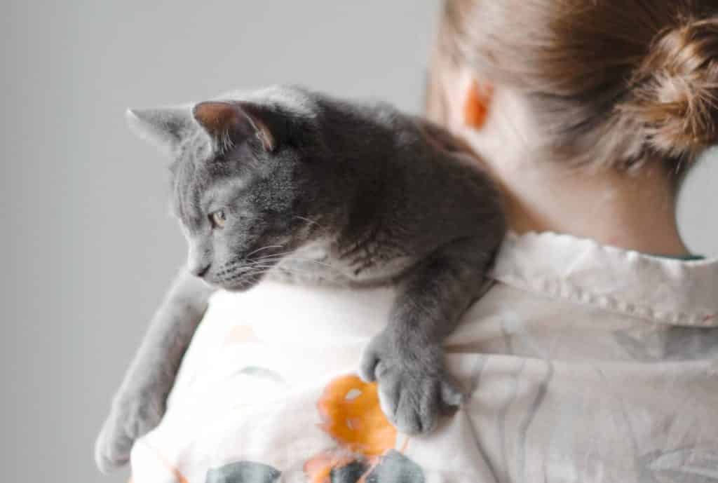 Russian blue sits on cat mum's shoulder