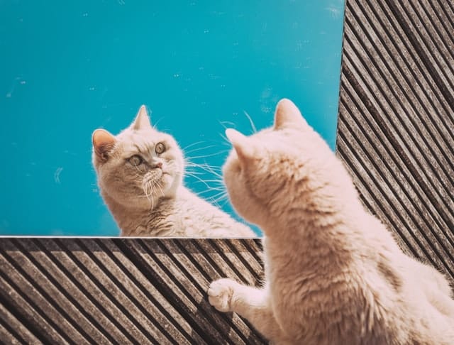 average cat weight