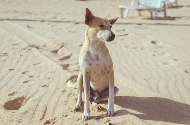 A dog sits on a sandy beach, casting a shadow with a few footprints nearby, perfectly illustrating the charm of dog-friendly beaches. In the background, there is a white lounge chair.