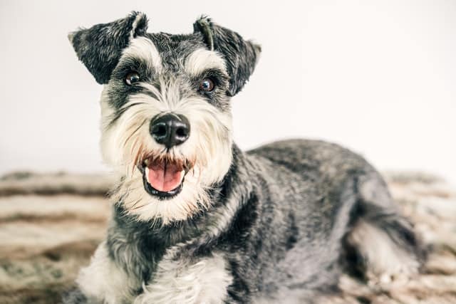 should I get a dog or cat if I work full time? this schnauzer breed can be ok
