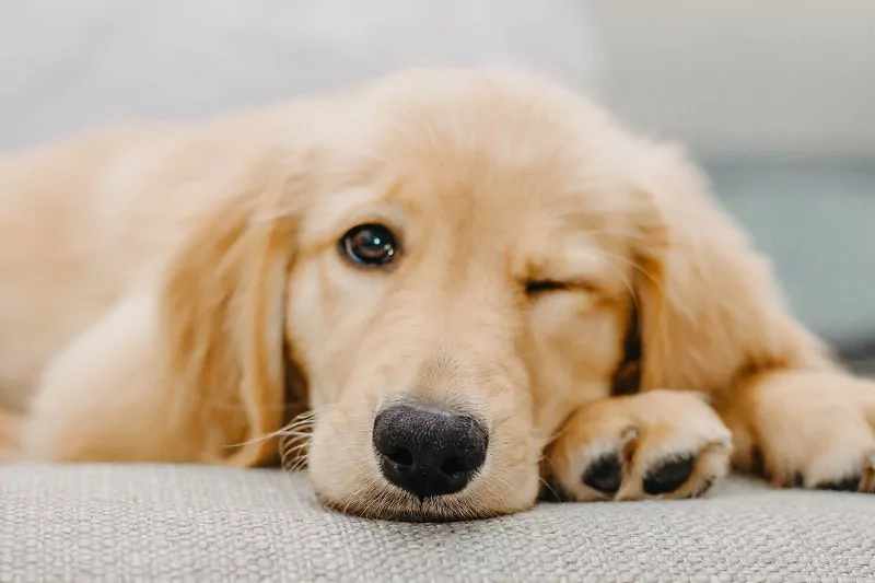 The Golden Retriever: origin, temperament, health and price